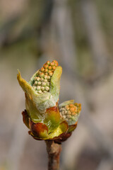Makro im Hochformat: Blütenknospen der Kastanie / Rosskastanie im Frühling an einem Kastanienbaum