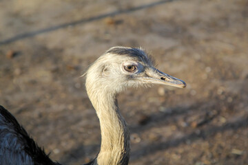 Portrait eines Nandu, eines Flugunfähigen Vogels.