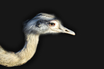 Portrait eines Nandu, eines Flugunfähigen Vogels.