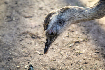 Portrait eines Nandu, eines Flugunfähigen Vogels.