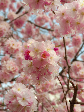 Sakura, Japanese Cherry Blossoms, Pink, White, Phone Background, Wallpaper, Handy, Hintergrund, 4K, 