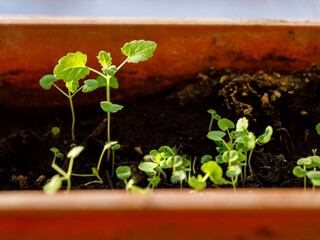 Seedlings of Melissa officinalis or lemon mint herb growing in pot on window sill in house. Perennial essential oil herb with lemon aroma and citrus flavor. Plant is edible. Indoor gardening concept