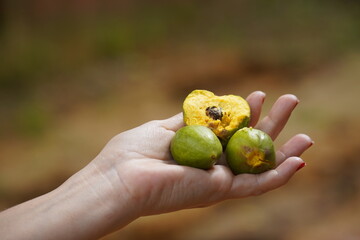 Fruits of Tuturubá tree (Pouteria campechiana). Fresh Egg fruit, yellow flesh, sweet with strong...
