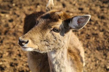 Rehe, Hirsche, Paarhufer in einem Gehege.
