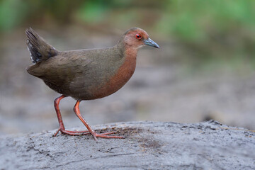 ruddy-breasted crake, lovely brown to red bird living in wetland while walking on fine dirt in rice...