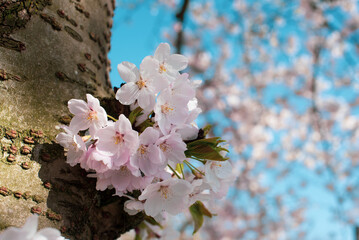 pink sakura tree blossom in Amsterdam
