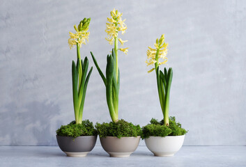 Fototapeta na wymiar The first spring flowers. Yellow hyacinths in ceramic plates with moss on a concrete background. The concept of natural nature