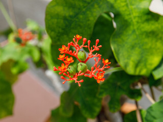 Jatropha Podagrica flower, also known as Buddha belly plant, bottle plant shrub, gout plant,...