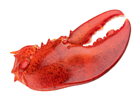 Lobster claw isolated on white background
