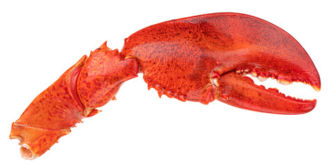 Lobster claw isolated on white background - obrazy, fototapety, plakaty