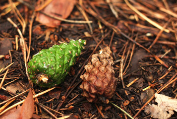 pine cones in spring green young and brown old