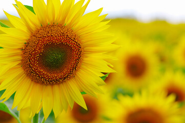 close-up sunflower in a field