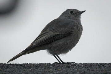 Obraz premium Ein kleiner Hausrotschwanz sitzt am Abend auf dem Dach.