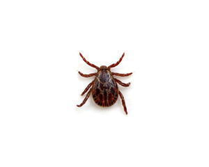 Tick isolated on white background