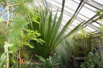 Fototapeta na wymiar tropical plants in the botanical garden, walks through the greenhouse