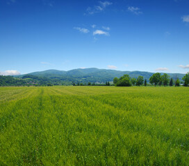 Fototapeta premium Mountain landscape summer