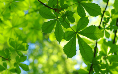 Green leaves plants nature spring background at