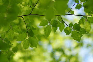 Green leaves background on forest