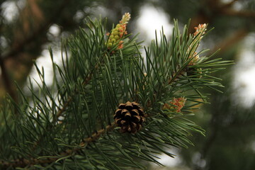 pine branch with young cones with pollen and old cones