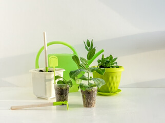 Home gardening of house plants: watering and taking care. Eustoma seedlings, watering can and garden tools under spring sun in greenhouse.