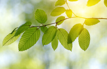 Green leaves plants on sun in nature