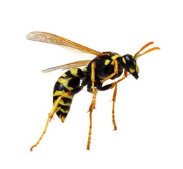wasp isolated on white