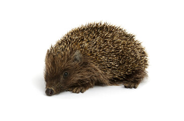 Hedgehog  isolated on white