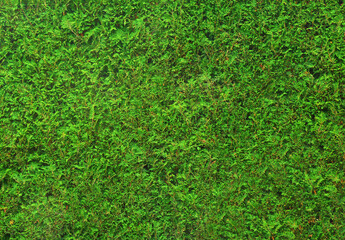 Green leaves natural background