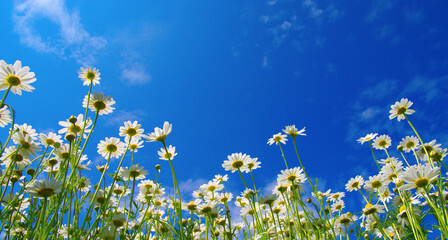 Fototapeta na wymiar White camomiles on blue sky