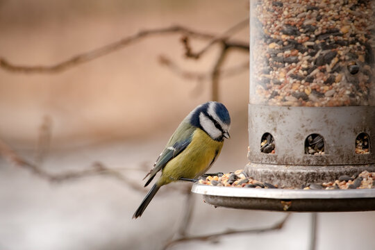 Closeup of the Eurasian blue tit, Cyanistes caeruleus perched on a bird feeder filled with seeds.