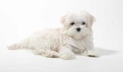 The dog lies in the studio isolated on a white