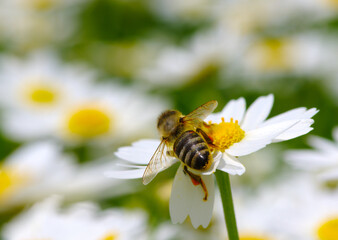 Bee and flower