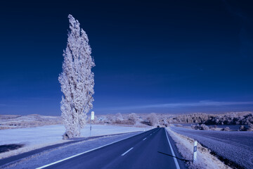 Beautiful shot of a Populus tree on the side of the road with a negative filter