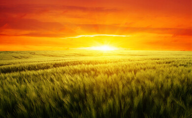Plakat Sunset on the wheat