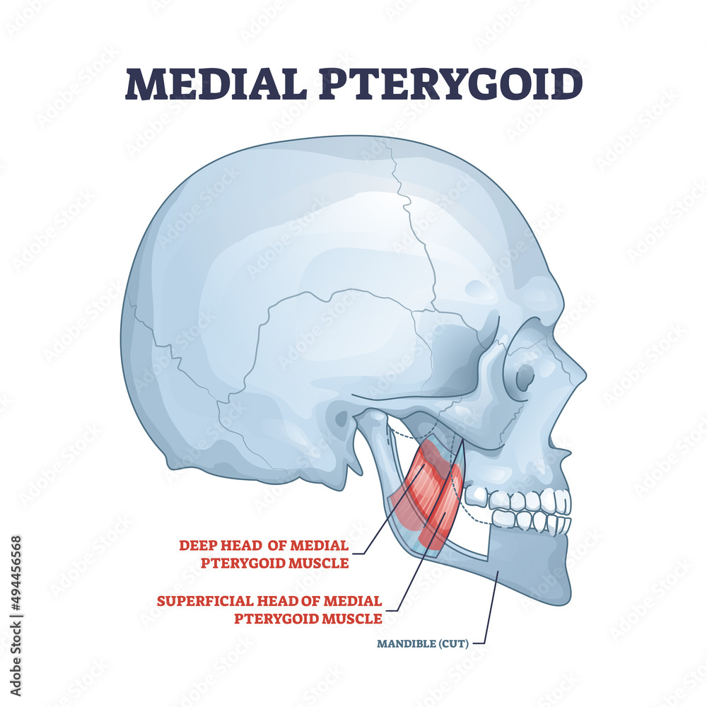 Poster Medial pterygoid facial muscle as masticatory muscular system part outline diagram. Labeled educational anatomy scheme with deep head and superficial location vector illustration. Medical explanation.