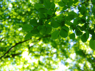Green leaves background