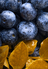 Freshly picked blueberries with water drops.