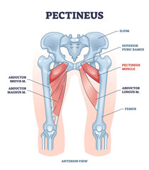 Pectineus muscle with leg abductor brevis and magnus location outline diagram. Labeled educational scheme with muscular system and ilium, superior pubic ramus and femur bones vector illustration. - obrazy, fototapety, plakaty