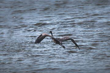 Gray heron, Ardea cinerea, flies low above the water's surface, then lands in a fish pond. Beautiful, dignified heron with long wings in a nature reserve