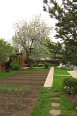 private summer cottage with paths, beds, plantings in spring