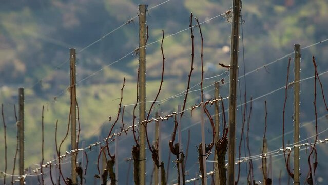 Pan over grapevines in sunny, beautiful weather in Stuttgart - Germany in spring. Strong green nature blurred background.
