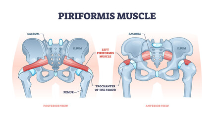 Piriformis muscle with hip skeleton and muscular system outline diagram. Labeled educational scheme with medical human anatomy and trochanter of femur in lateral or anterior view vector illustration. - obrazy, fototapety, plakaty