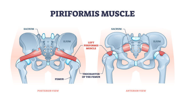 Piriformis muscle with hip skeleton and muscular system outline diagram. Labeled educational scheme with medical human anatomy and trochanter of femur in lateral or anterior view vector illustration.