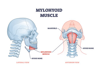 Mylohyoid muscle and hyoid bone with throat muscluar system outline diagram. Labeled educational medical anatomy scheme with mandible skeletal parts from lateral and anterior view vector illustration. - obrazy, fototapety, plakaty