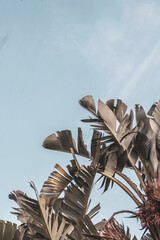 Palmenblatt, Palmenzweig, Palme, Natur, Pflanze, Nature, Sky, Himmel, blau, Urlaub, Holiday, Kapstadt, Cape Town