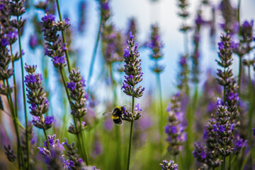 Bee on Lavender