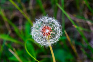 Closeup shot of a common dandelion