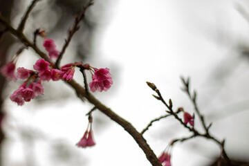 Beautiful cherry blossoms blooming in park, Sakura flower background.