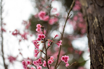 Beautiful cherry blossoms blooming in park, Sakura flower background.