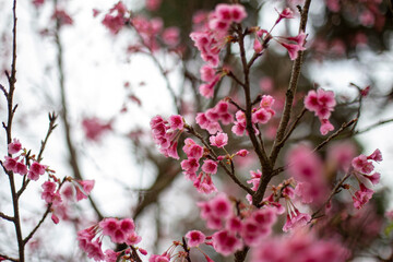 Beautiful cherry blossoms blooming in park, Sakura flower background.